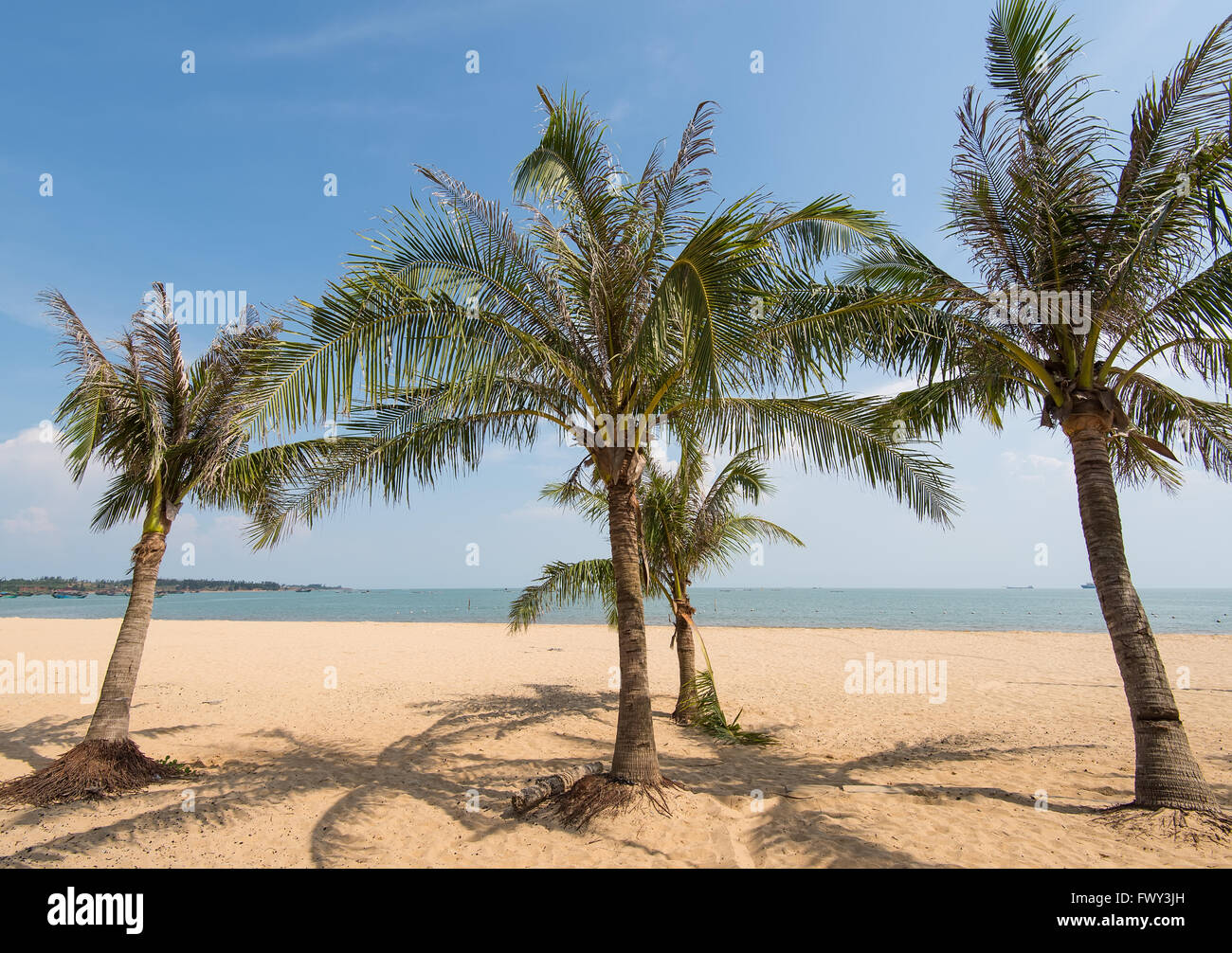 Palm tree silhouette on paradise sunset on the beach Stock Photo - Alamy