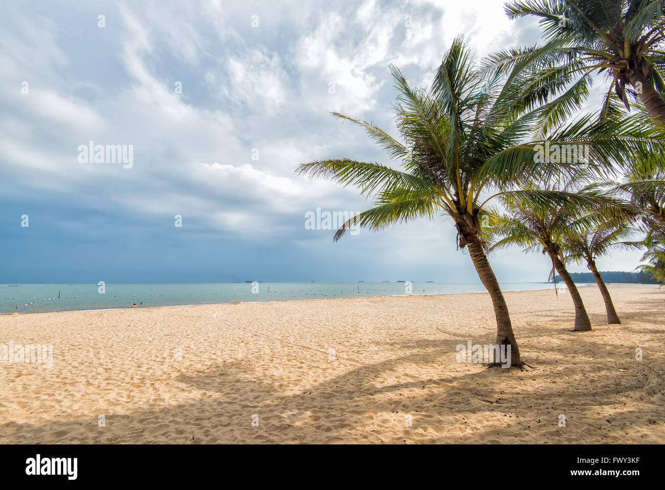 Palm tree silhouette on paradise sunset on the beach Stock Photo - Alamy