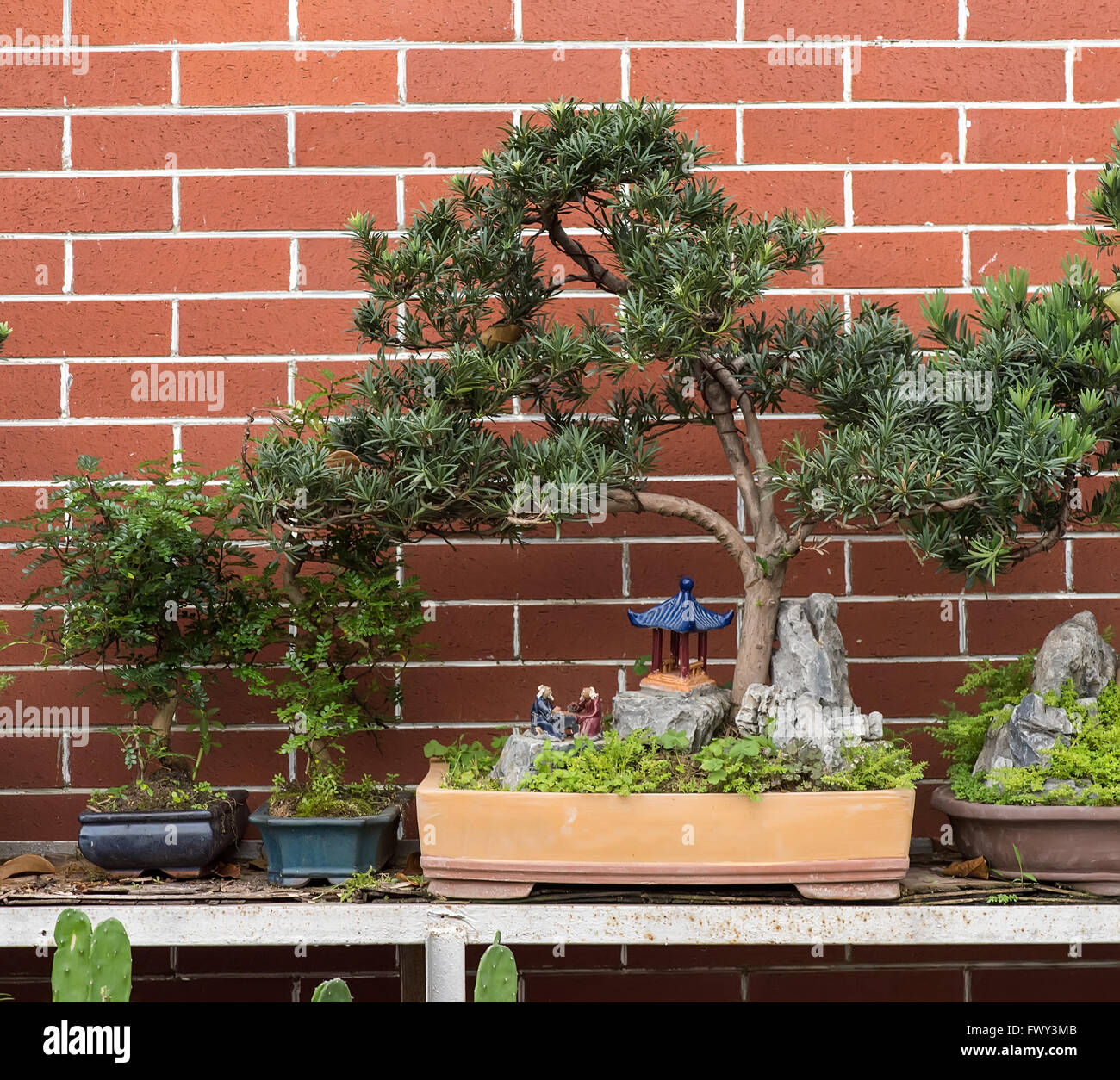 Bonsai tree in garden Stock Photo
