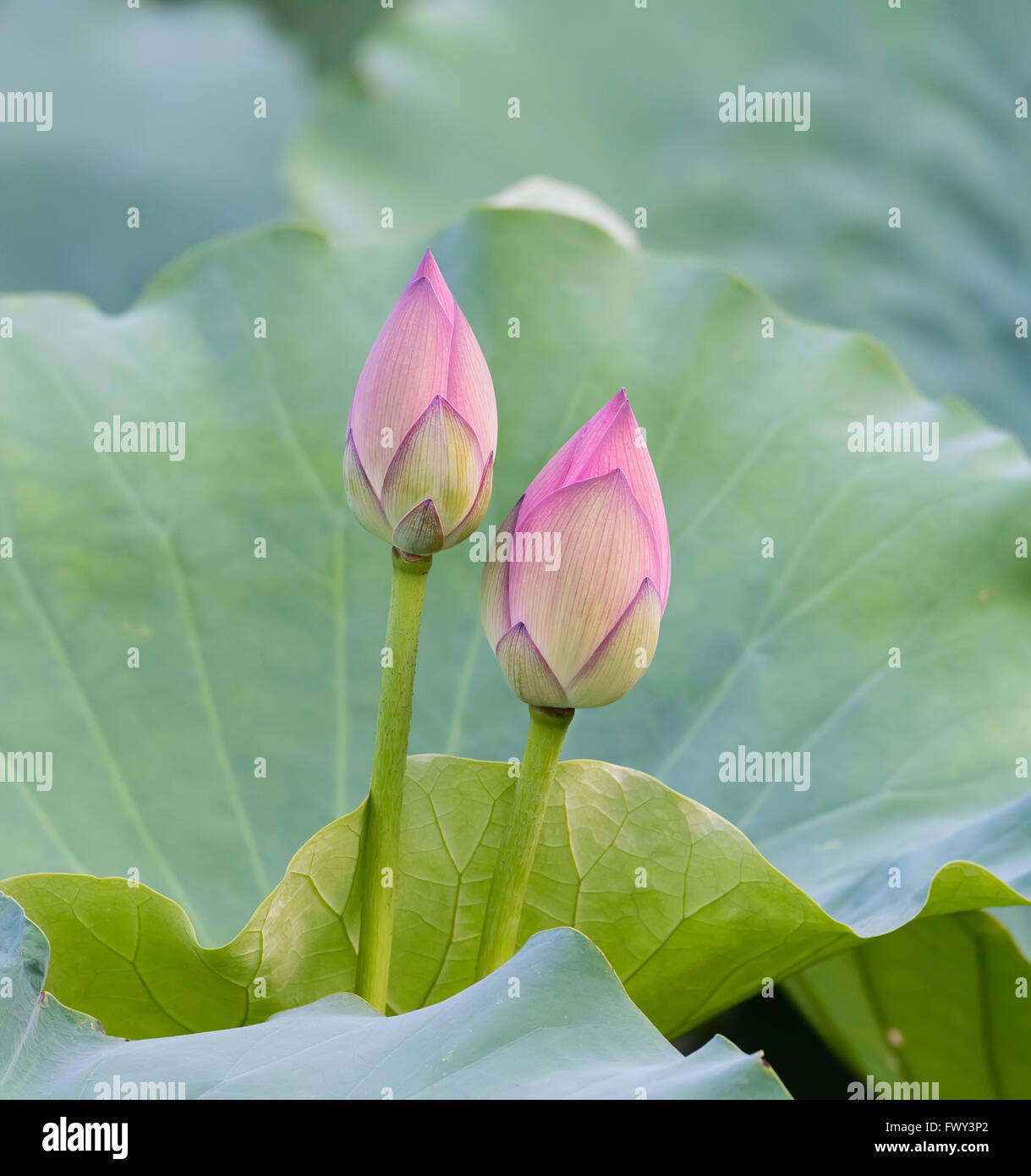 Lotus flower and Lotus flower plants Stock Photo Alamy