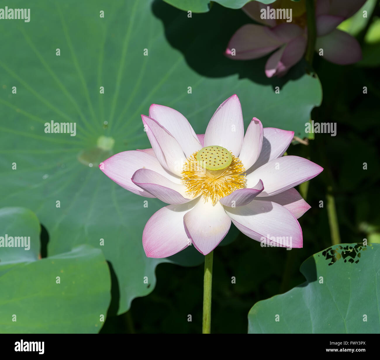 Lotus flower and Lotus flower plants Stock Photo Alamy
