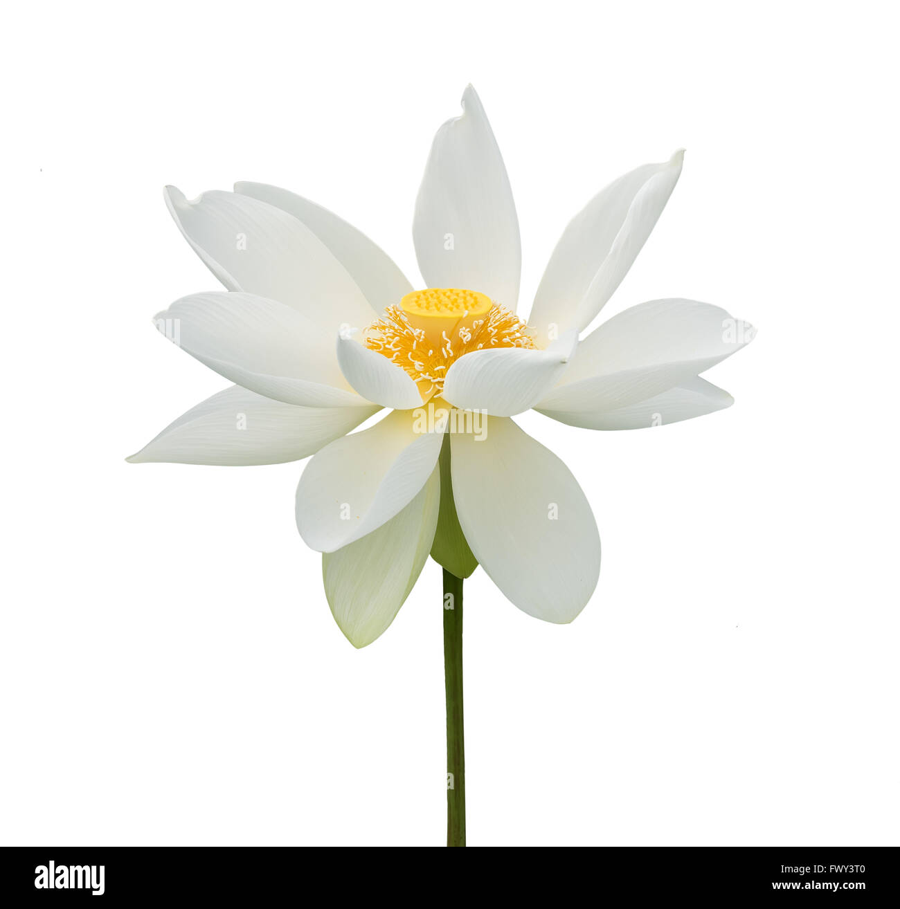 White lotus flower Stock Photo