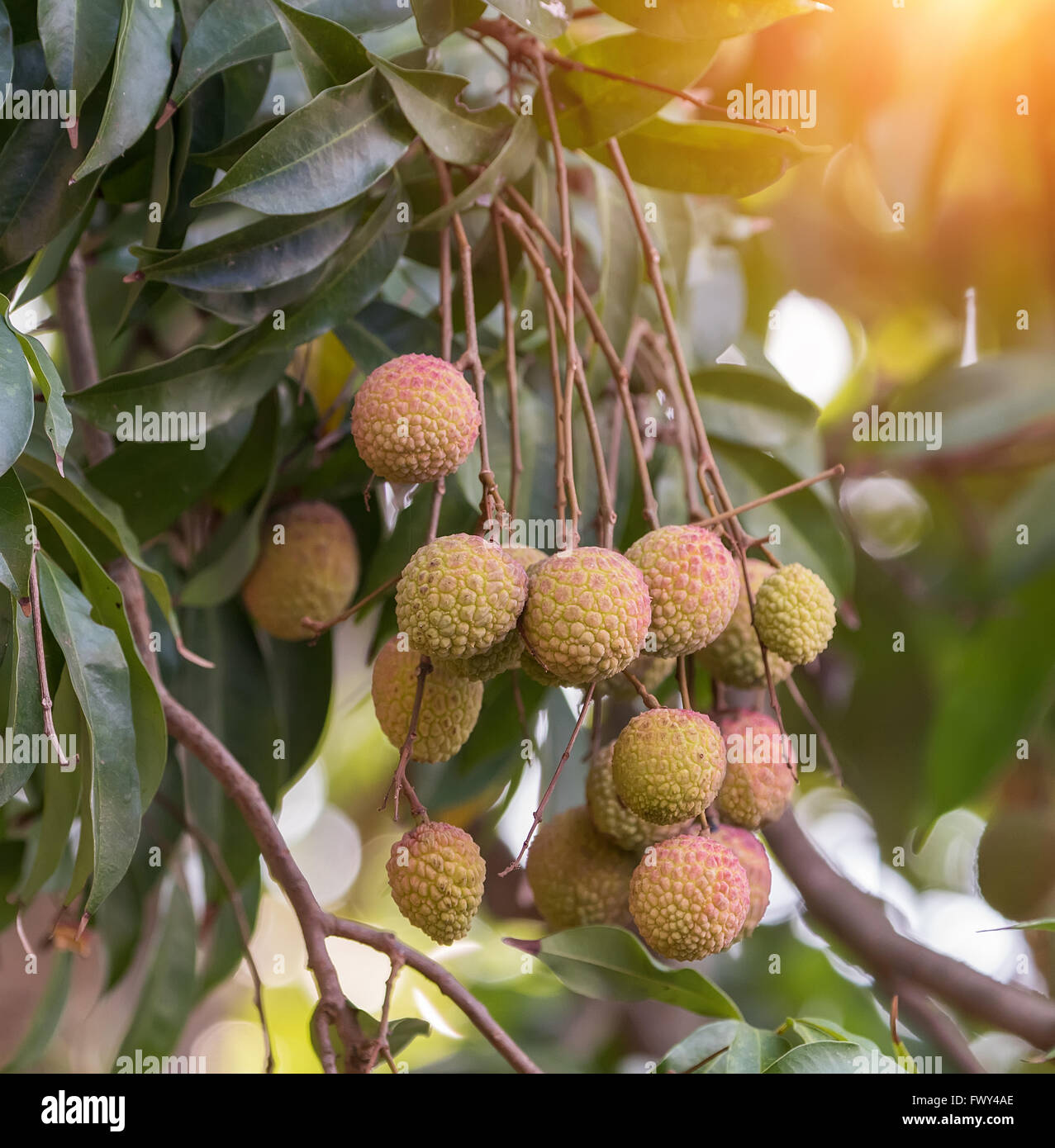 lychee fruit on the tree Stock Photo