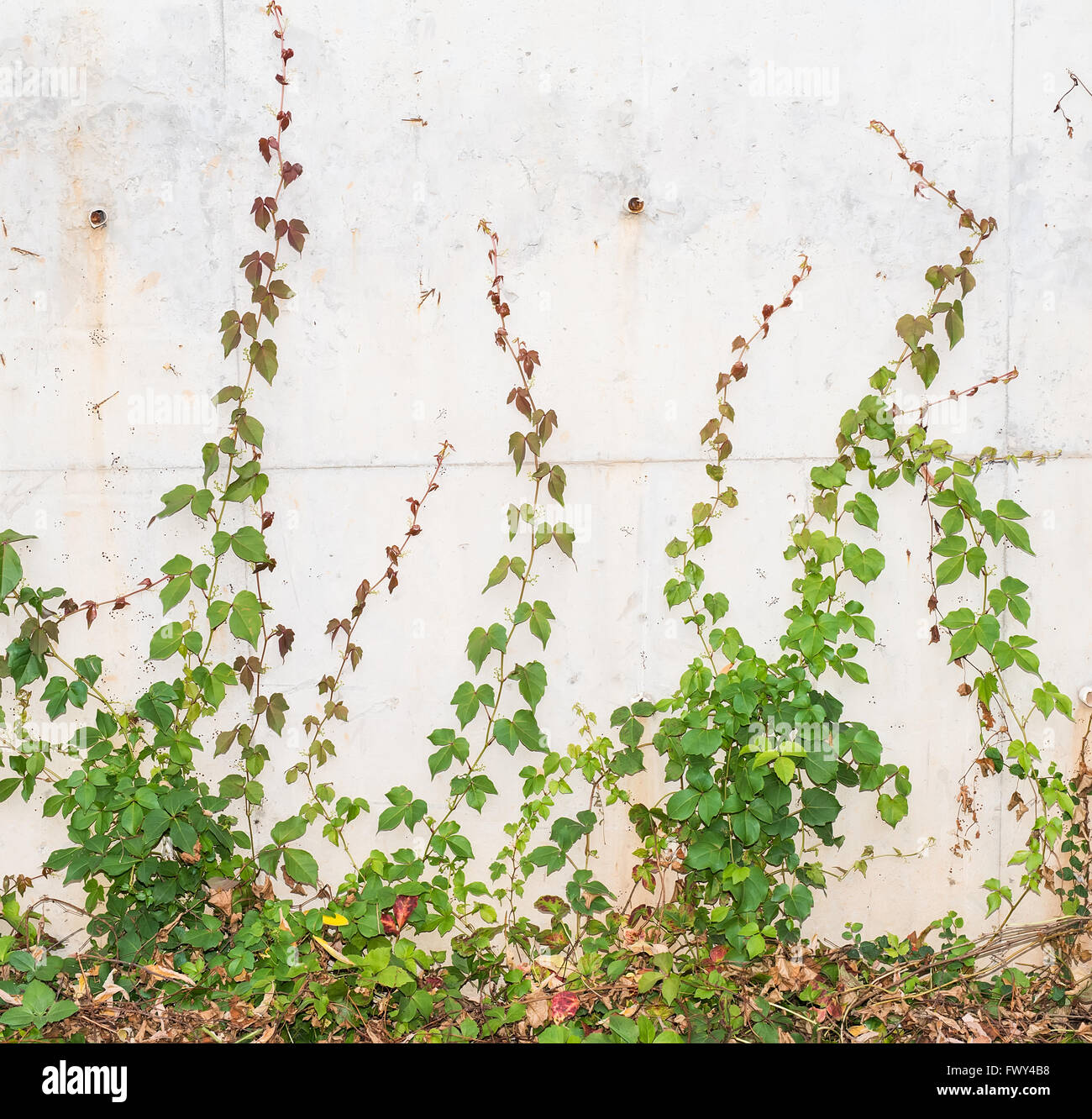 ivy leaves isolated on a white background Stock Photo - Alamy