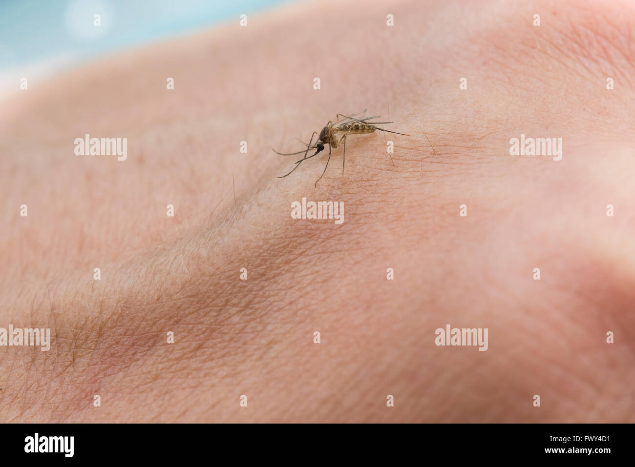 Mosquito sucking blood Stock Photo