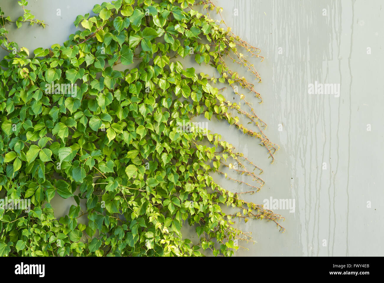 ivy leaves isolated on a white background Stock Photo - Alamy