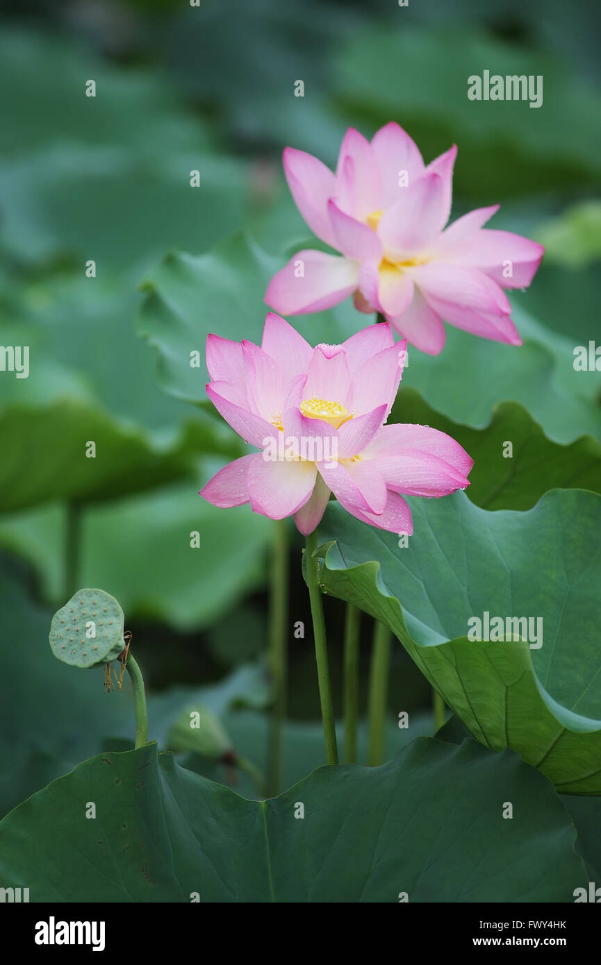 Lotus flower and Lotus flower plants Stock Photo Alamy