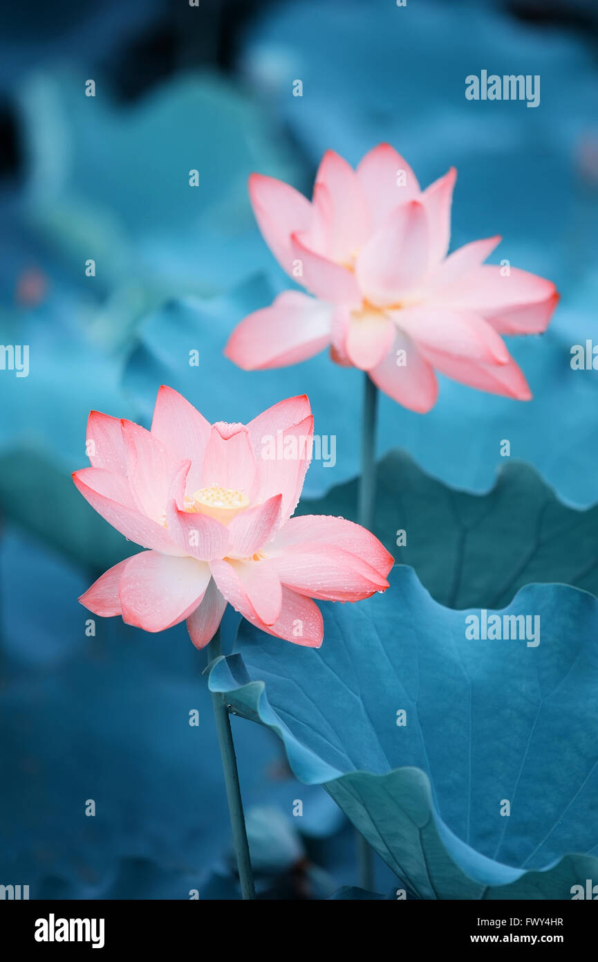 Lotus flower and Lotus flower plants Stock Photo Alamy