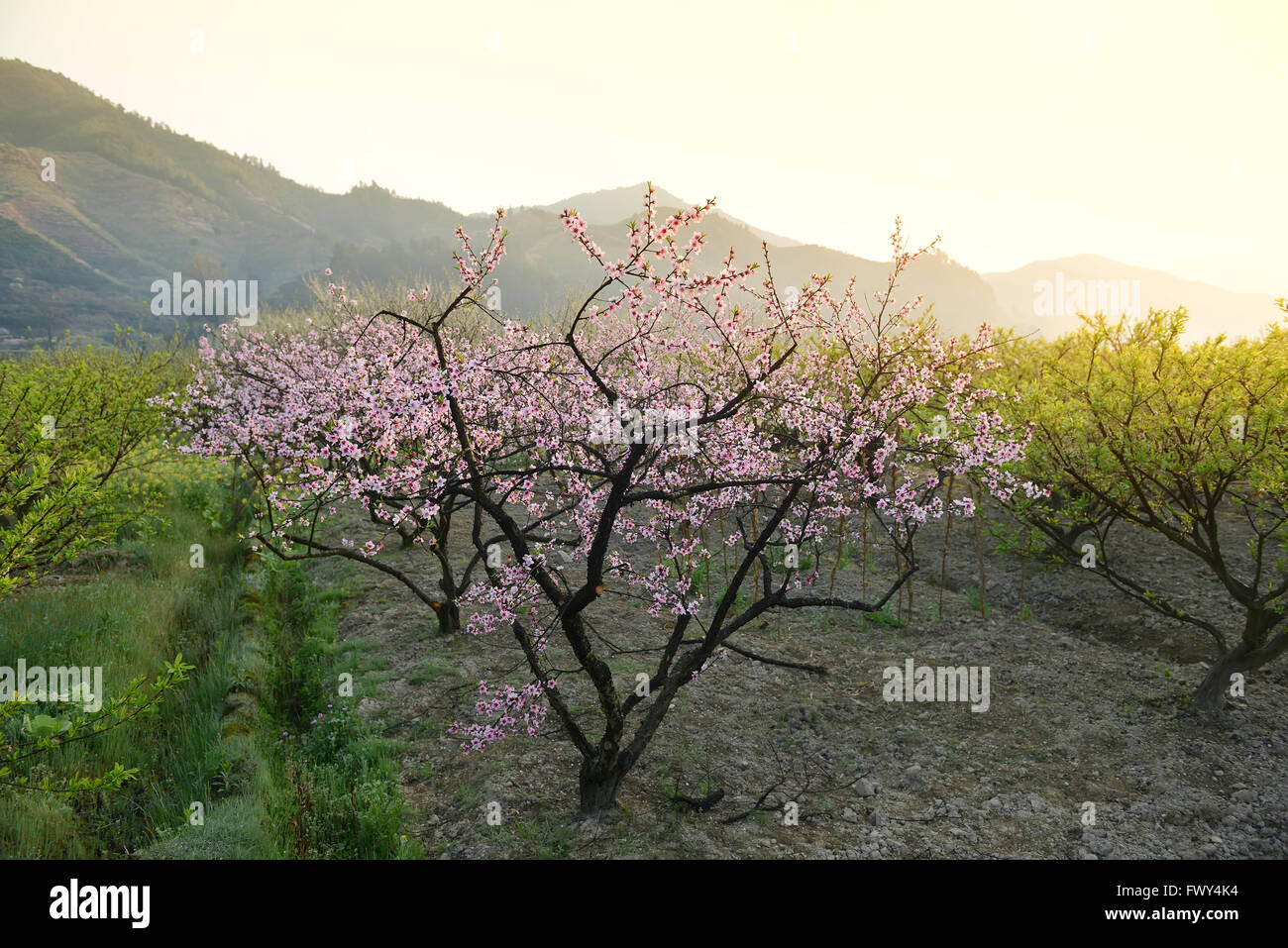 Flowers peach bloomer - Rapife main image 0