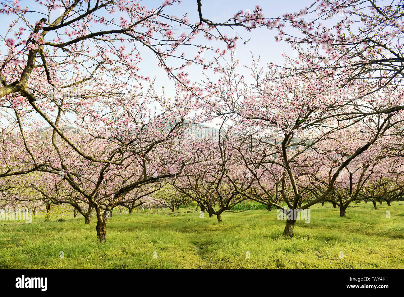 Peach flower blooming Stock Photo Alamy