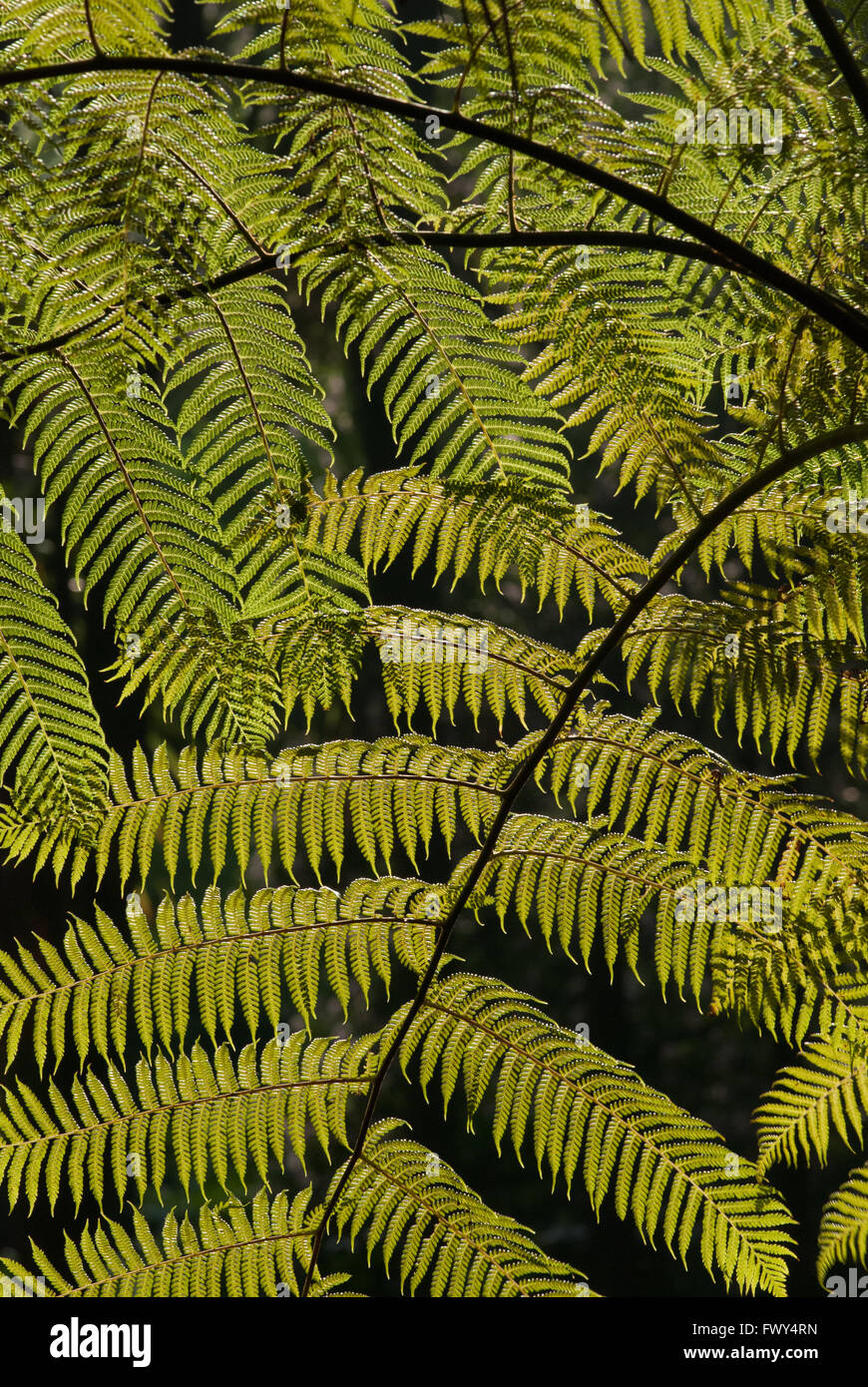 Huge, translucent fern leaves, close up Stock Photo