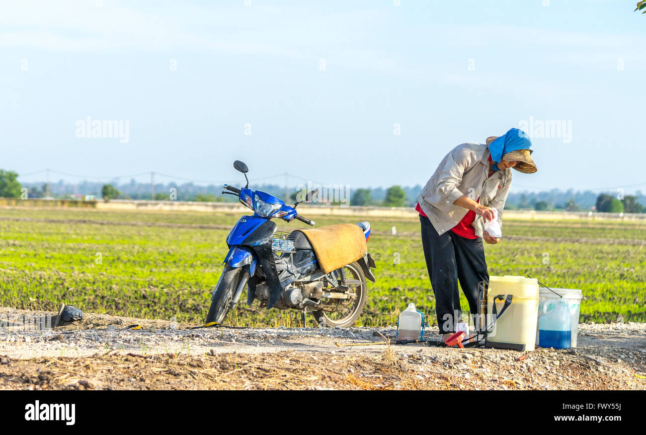 Malaysia Rice Paddy Chinese High Resolution Stock Photography And Images Alamy