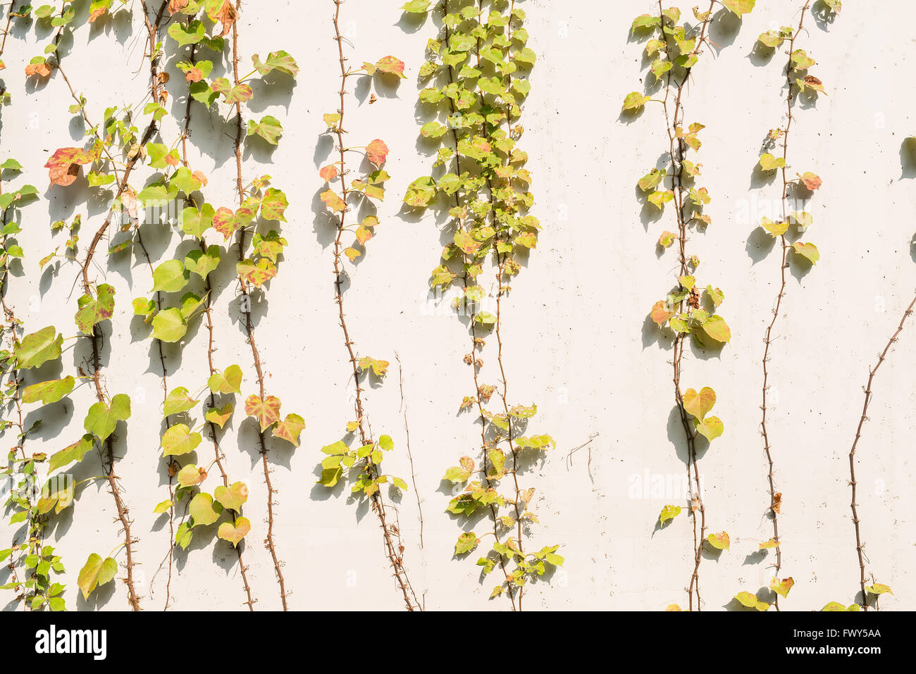 ivy leaves isolated on a white background Stock Photo - Alamy