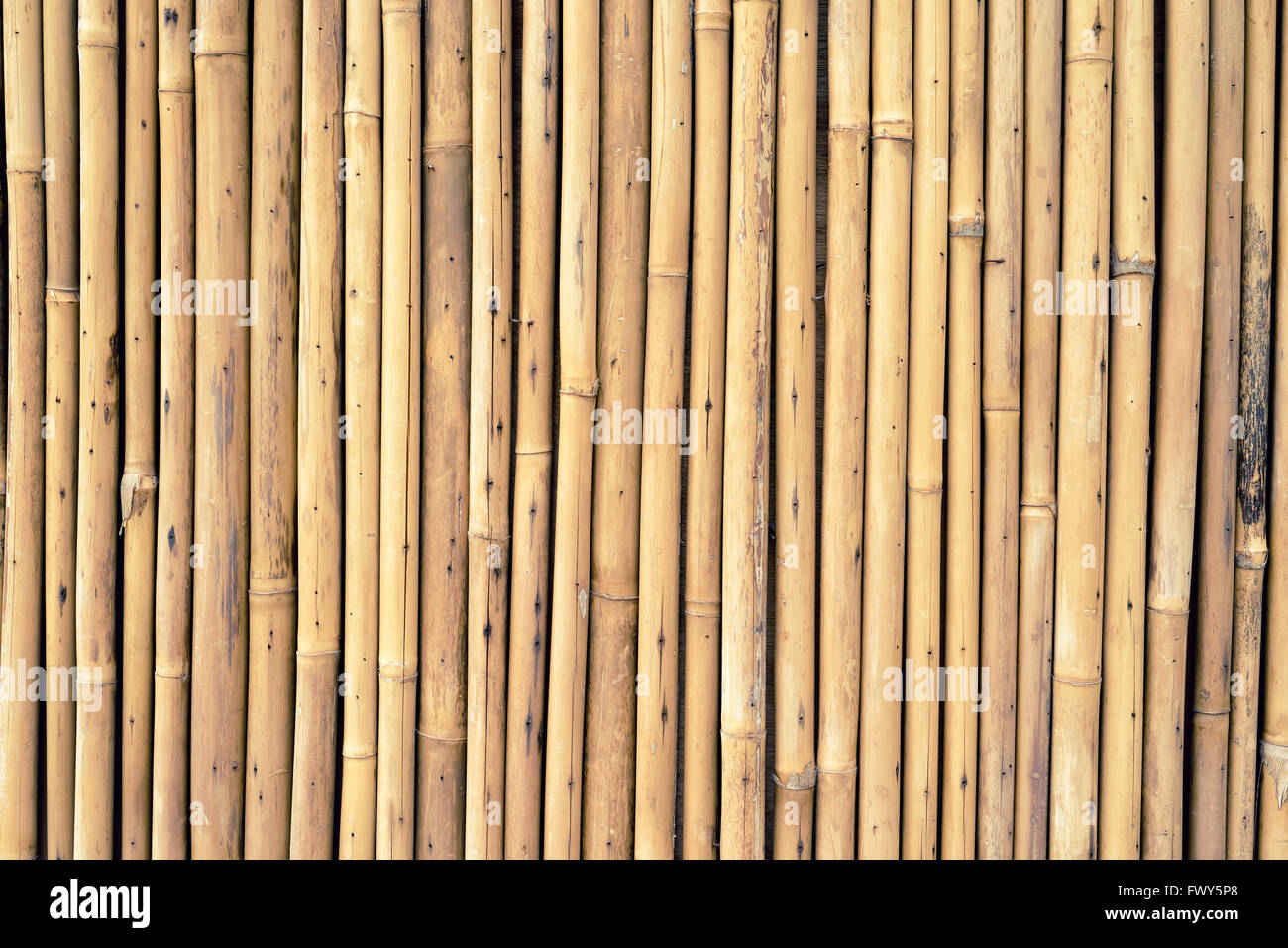 bamboo fence Stock Photo