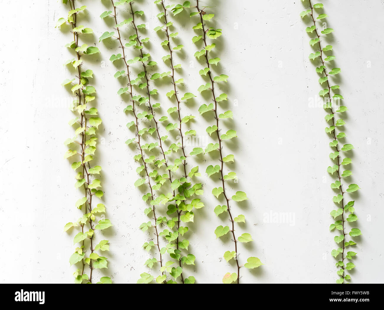ivy leaves isolated on a white background Stock Photo - Alamy