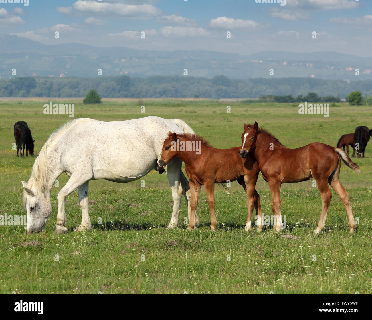 white horse and brown foals in pasture Stock Photo - Alamy