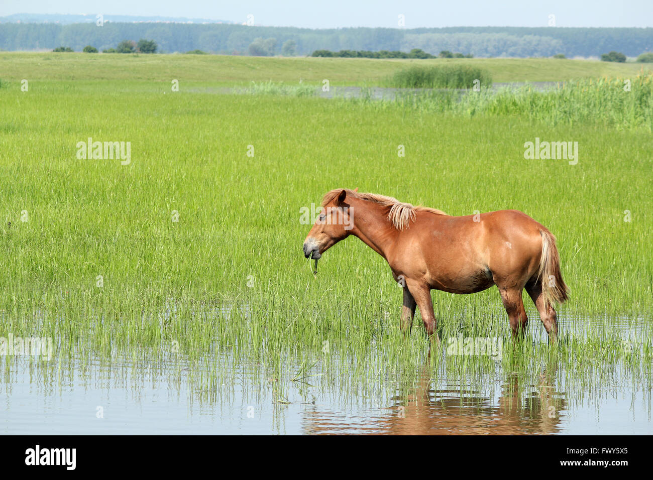brown horse in pasture farm scene Stock Photo