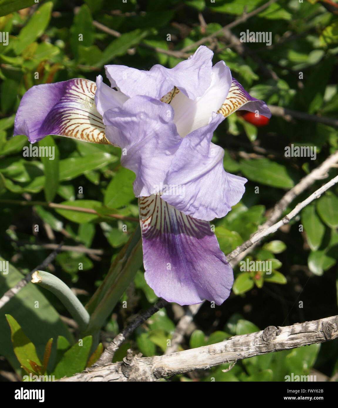 My Image 24