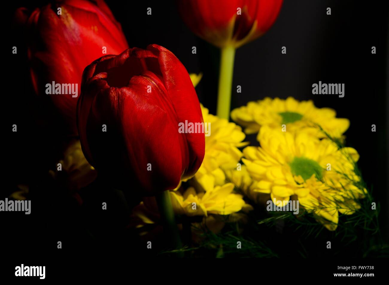 Red tulip and yellow blooms details isolated on black background Stock Photo