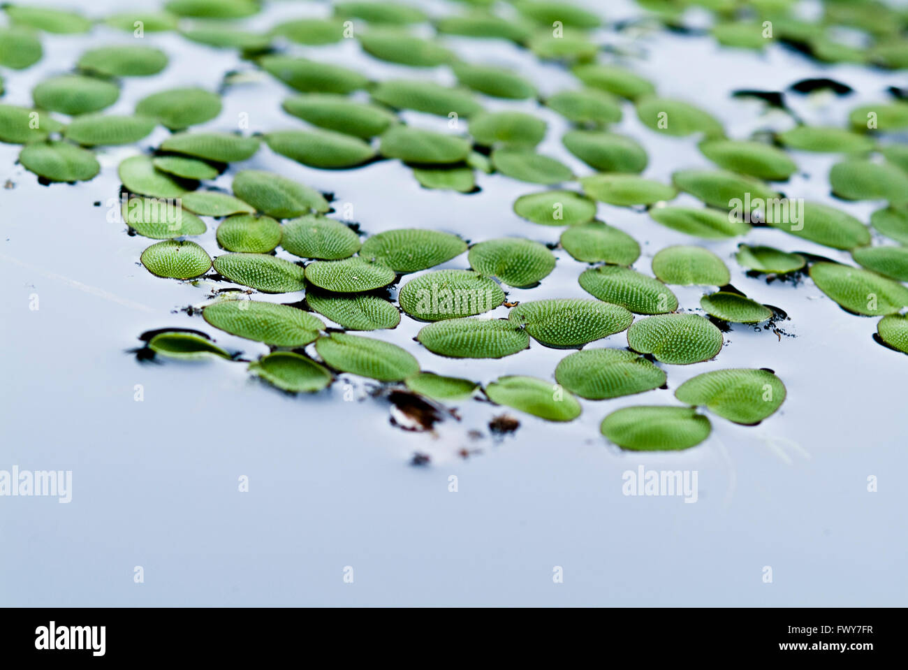 Aquatic plants, floating green leaves Stock Photo Alamy