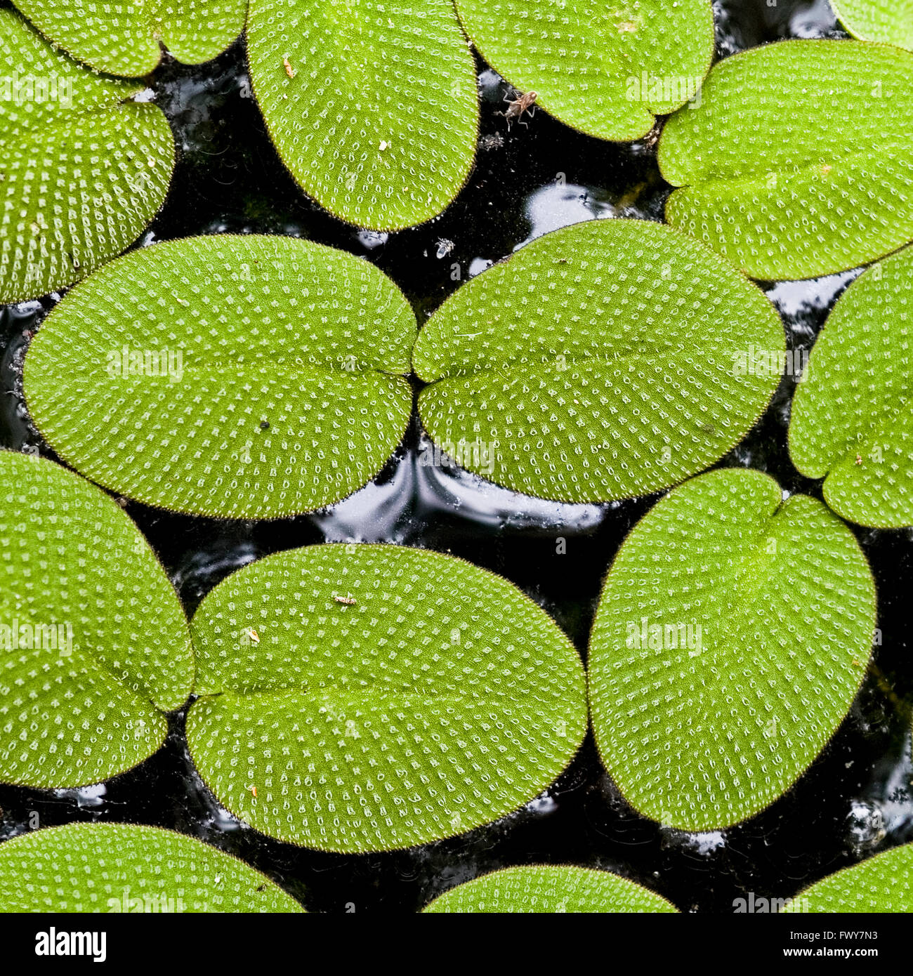Dark pond with plants and reflections hires stock photography and