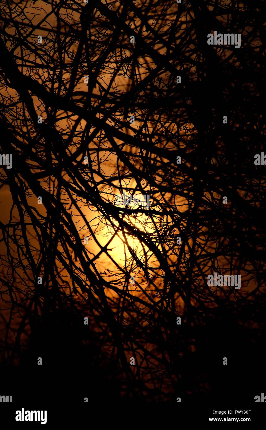 Sunset or sunrise behind lot of branches Stock Photo