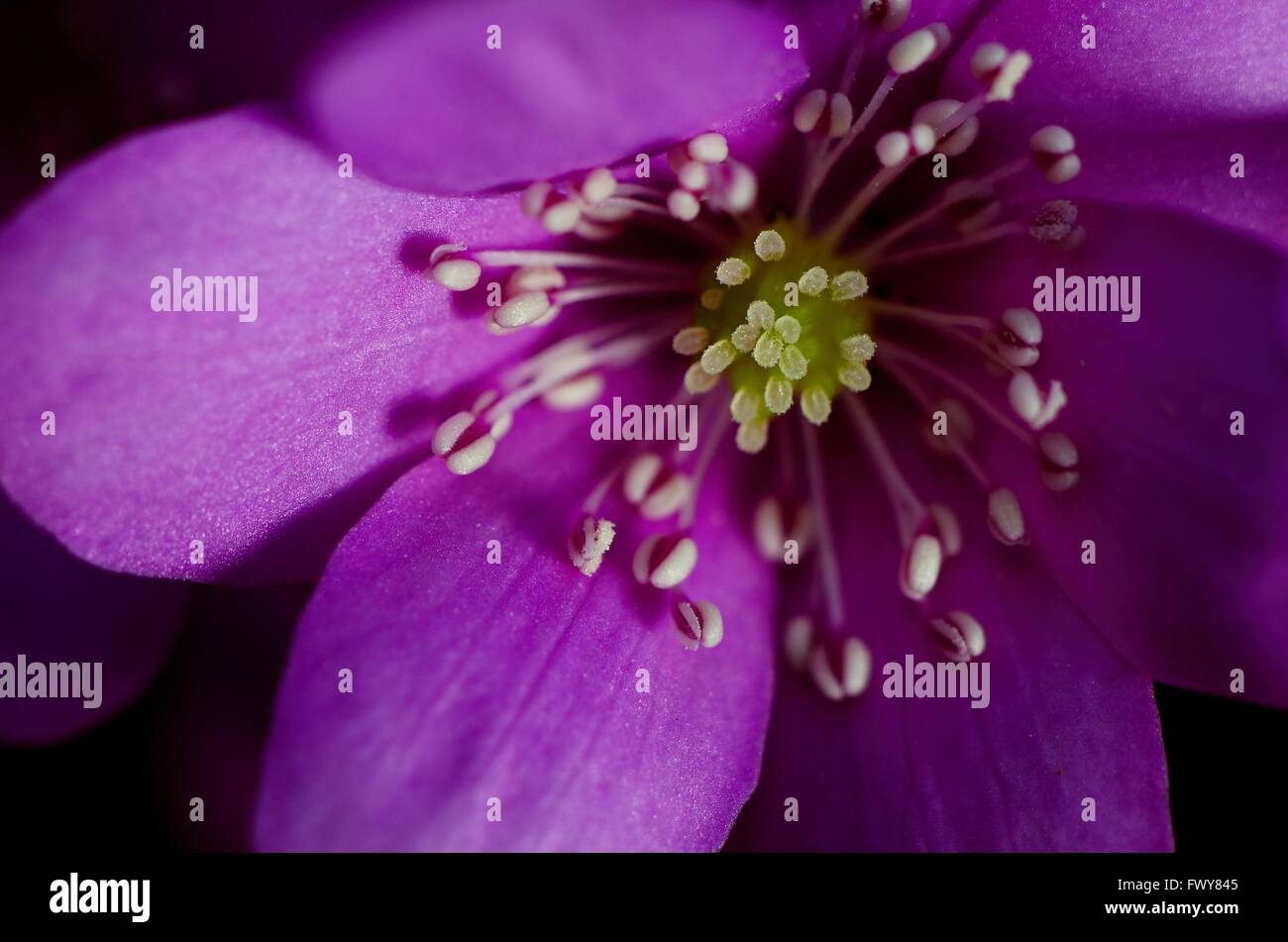 Purple bloom with dew, spring shot, blur background. Stock Photo