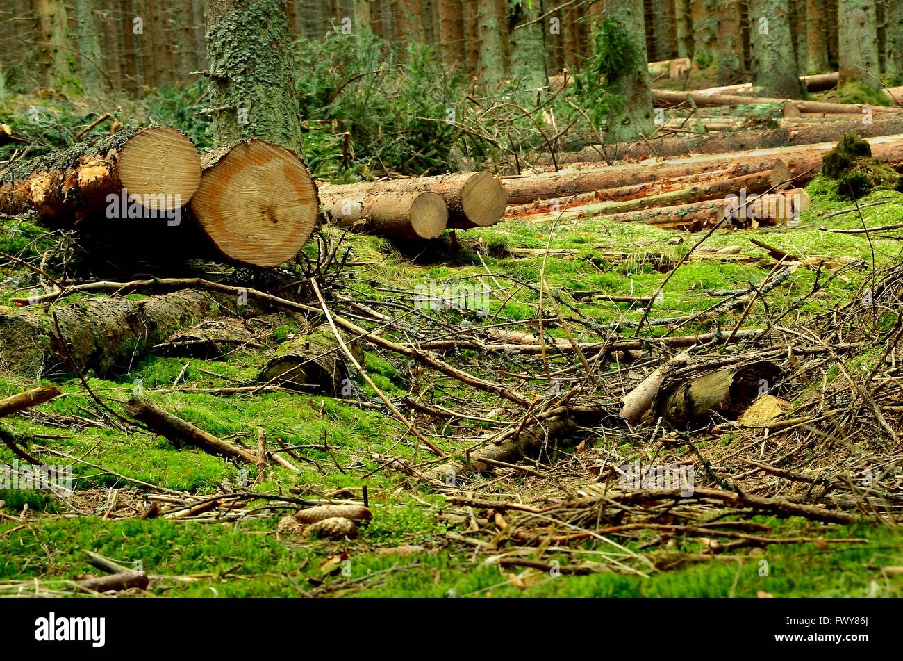Fell trees texture hi-res stock photography and images - Alamy