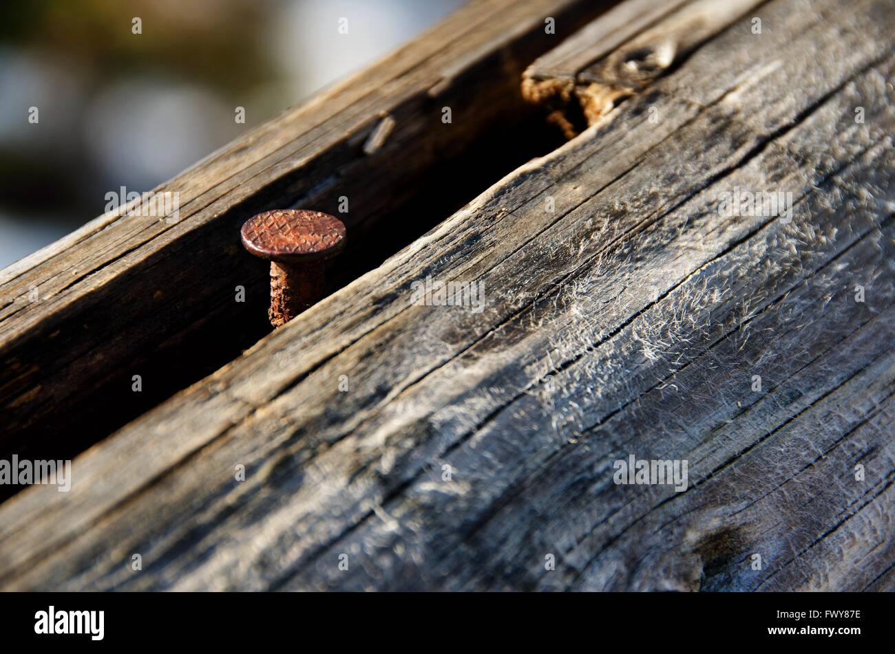 Old rusty nail in rotten wood log Stock Photo Alamy
