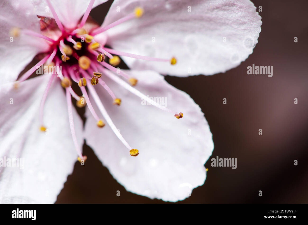 Detail of white pink bloom isolated on blur background. Stock Photo