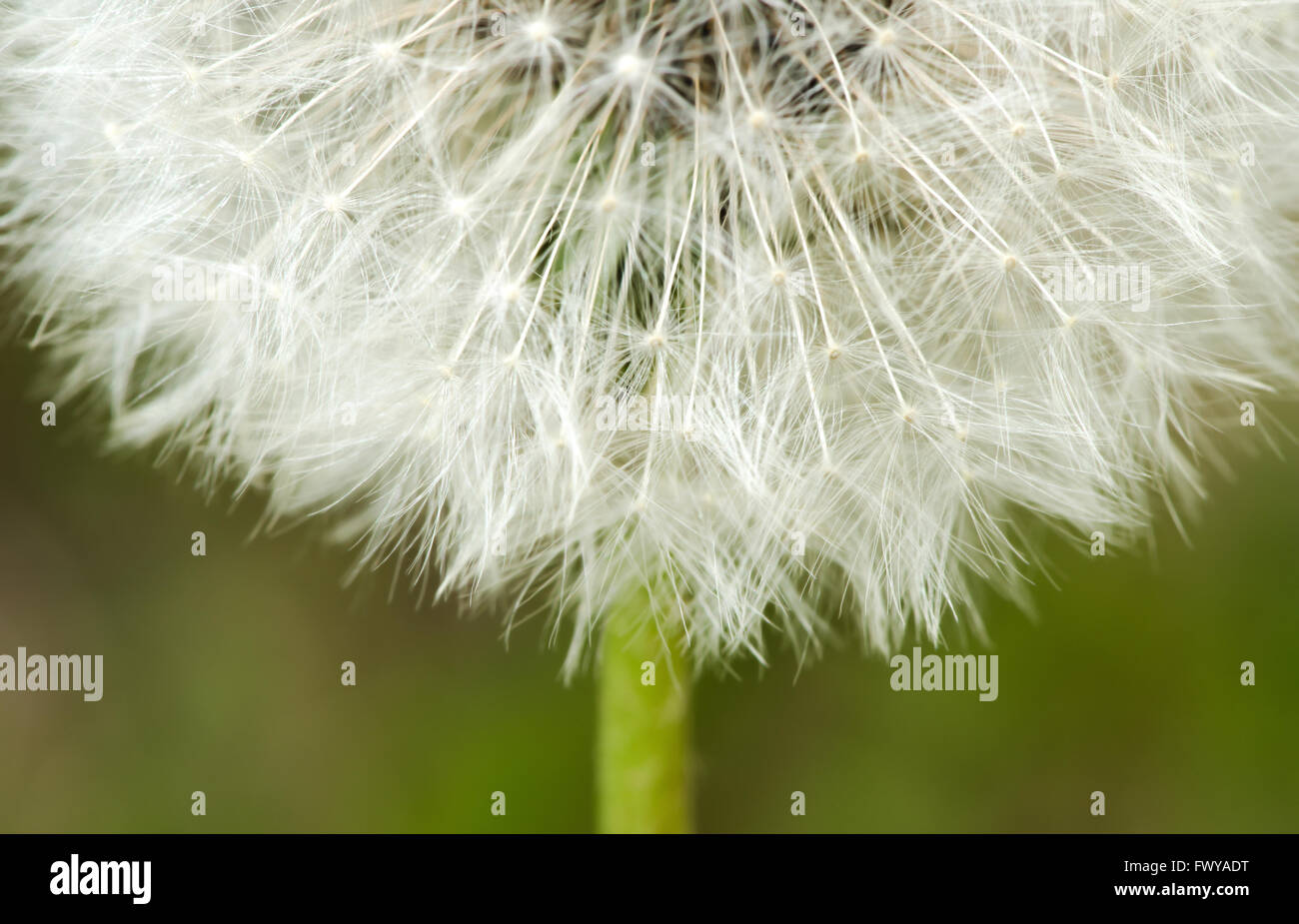 Detail of past bloom dandelion isolated on blur background. Stock Photo