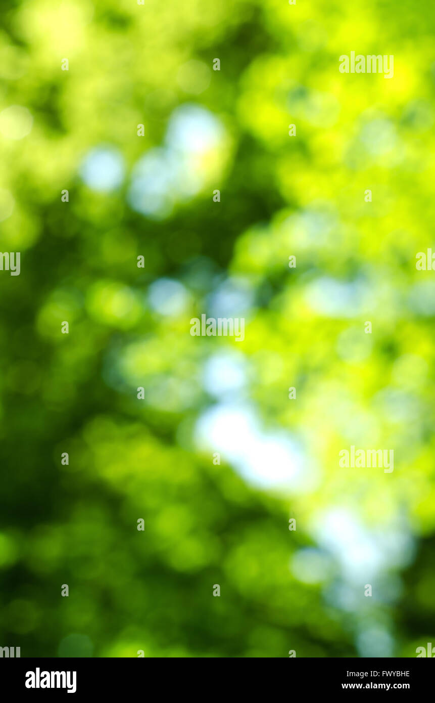 Green blur background of trees and sky. Stock Photo