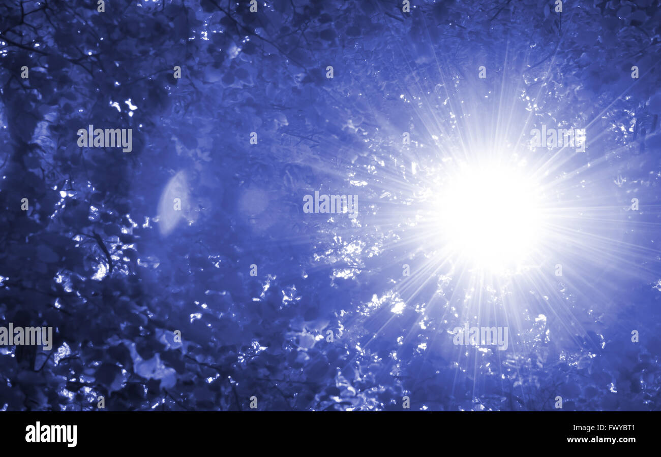 Abstract blue tree nature background with sun shine. Stock Photo