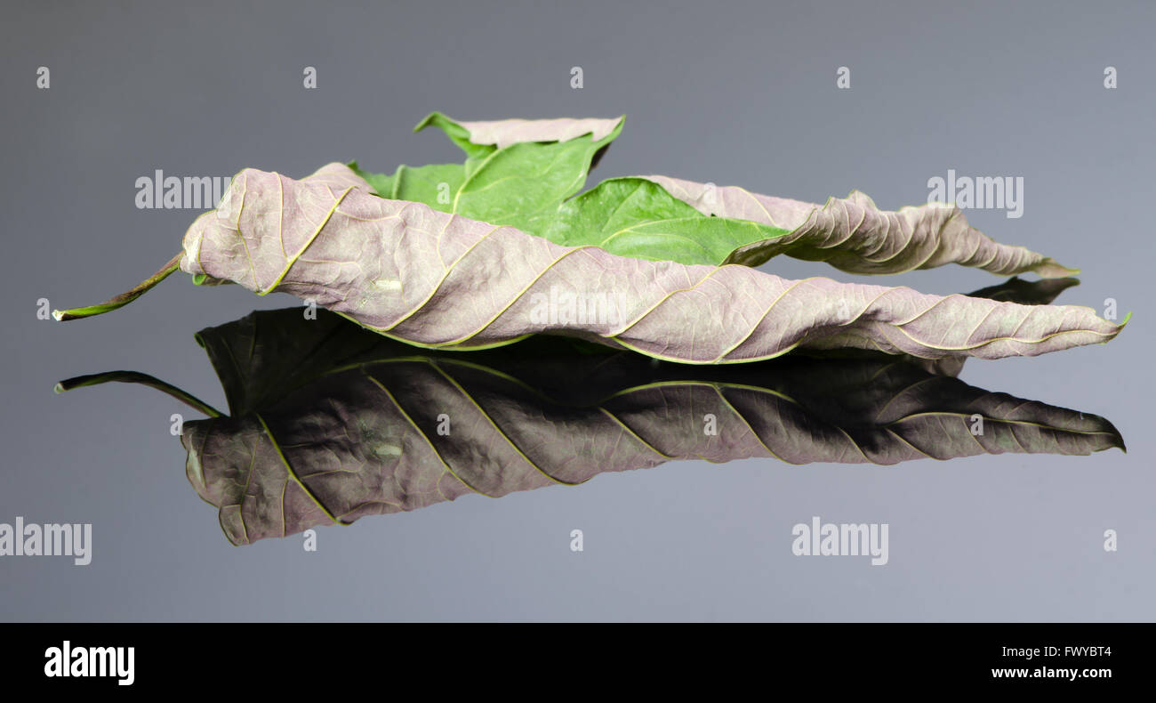 Old dry acer leaf on black white background with reflection. Stock Photo