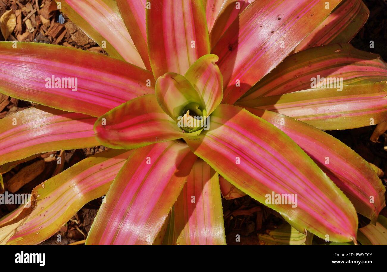 Pink and yellow Bromeliad plant rosette of leaves Stock Photo