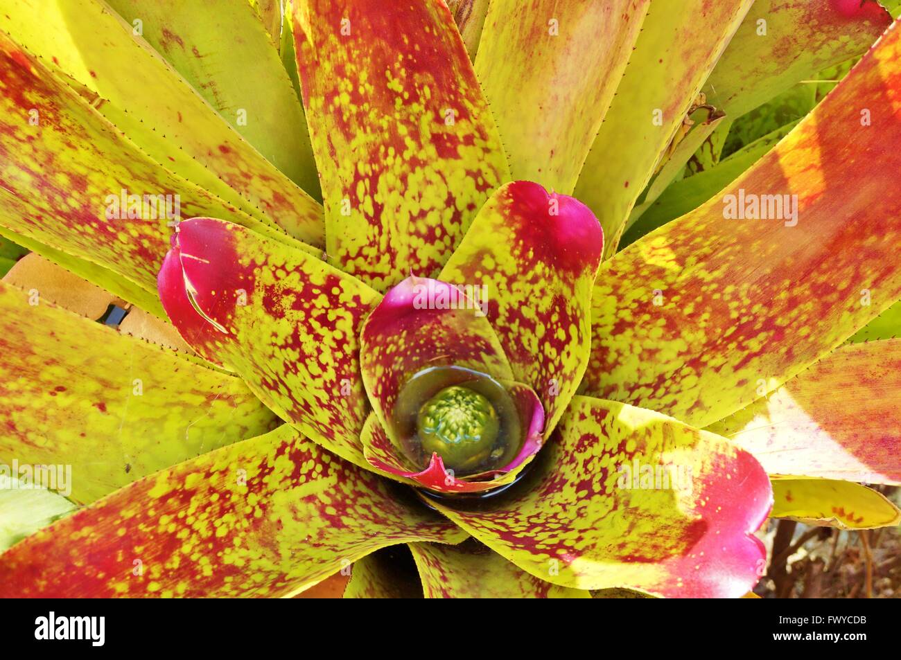 Pink and yellow Bromeliad plant rosette of leaves Stock Photo