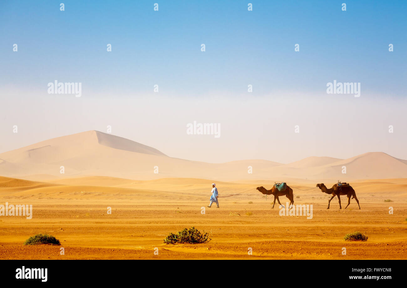 A Sahara camel caravan  with Bedouin Tuareg Berber in blue clothes in front of Erg Chigaga dunes , Morocco Stock Photo