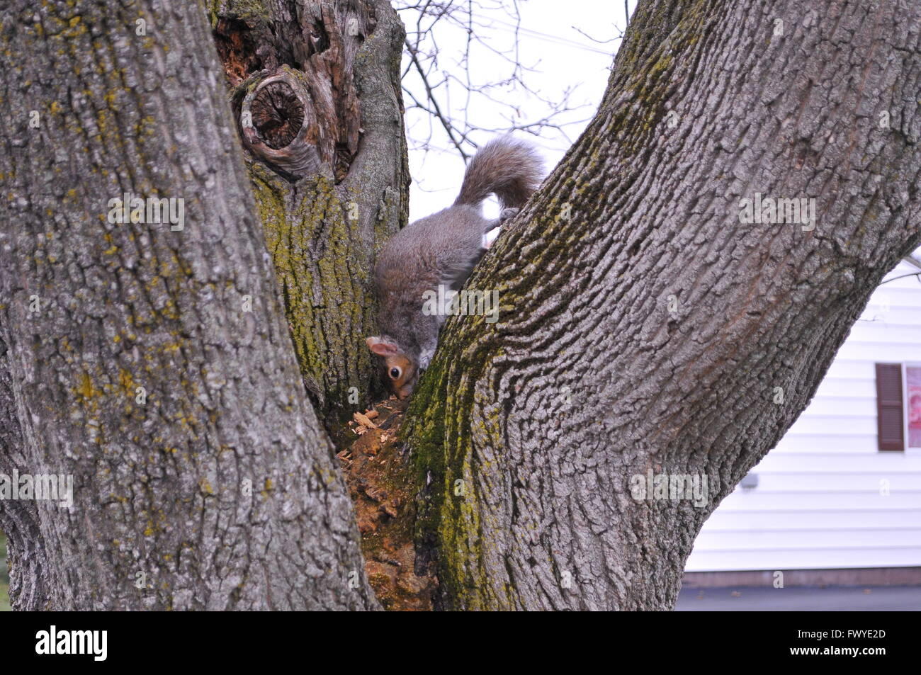 Squirrel playing Stock Photo