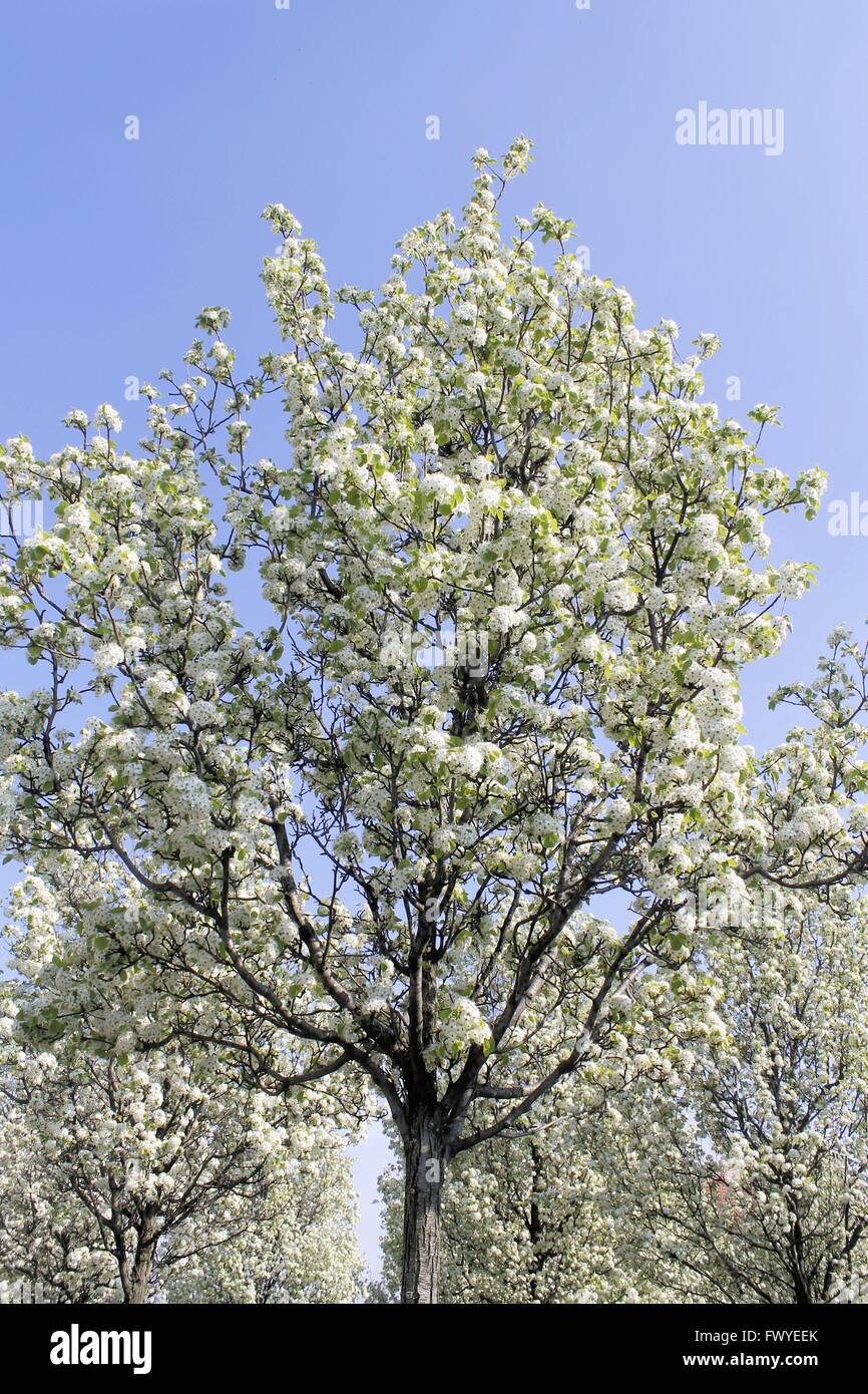 trees with white flowers in spring Stock Photo Alamy