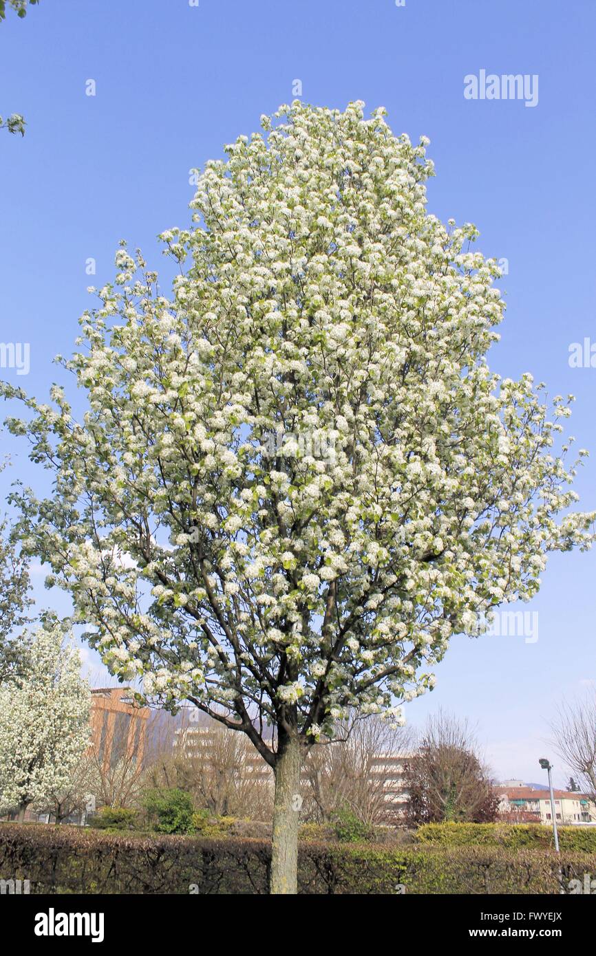 trees with white flowers in spring Stock Photo Alamy