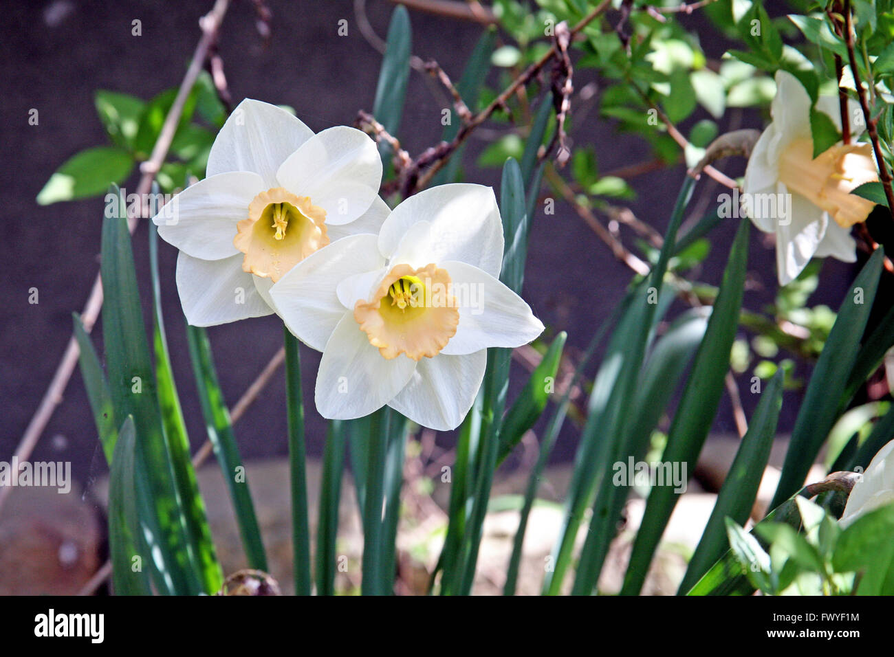 White and yellow springtime daffodil in the country Stock Photo