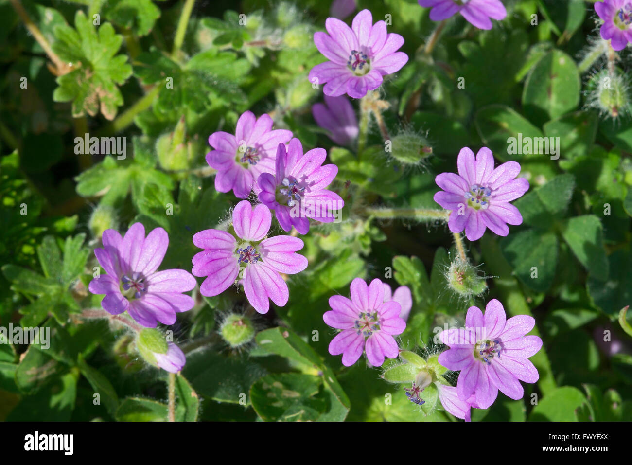 Dove's-foot Crane's-bill (Geranium molle), Mari Ermi, Costa Verde, Sardinia, Italy Stock Photo