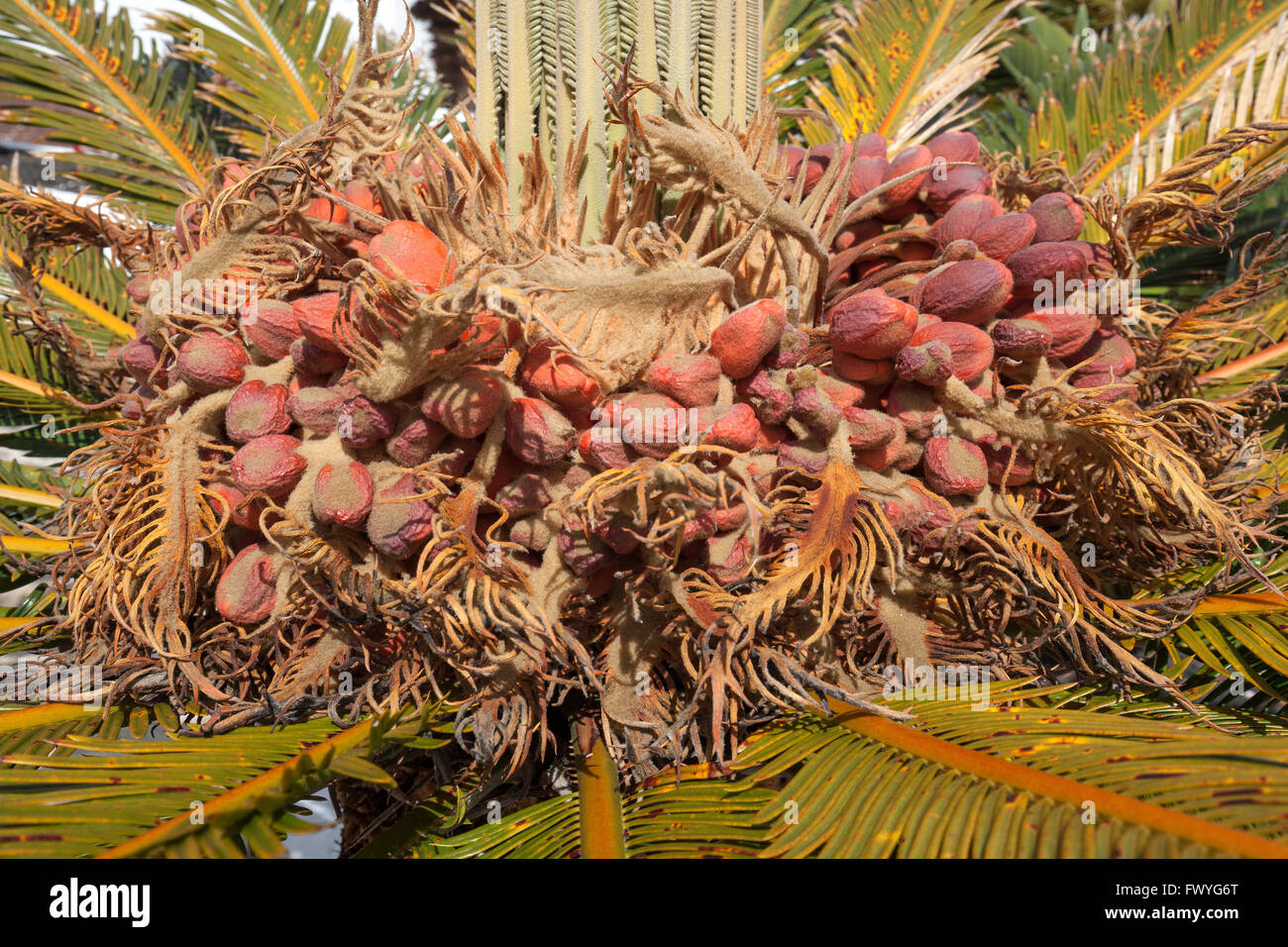 Mature seeds of the sago palm (Cycas revoluta) , Fuerteventura, Canary  Islands, Spain Stock Photo - Alamy
