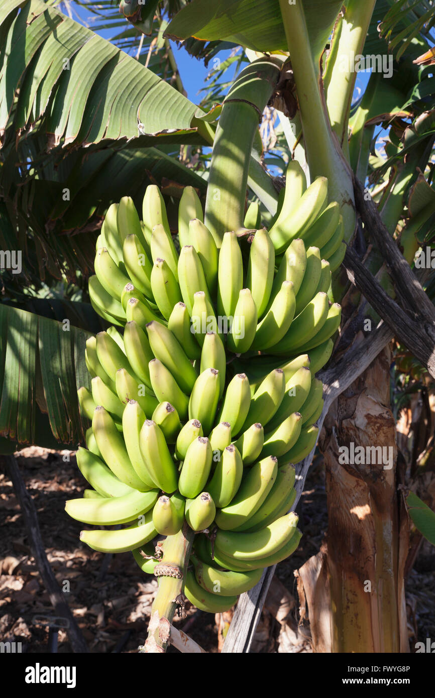 Canary banana (Musa sp.), Banana tree, plantation near San Andres, La