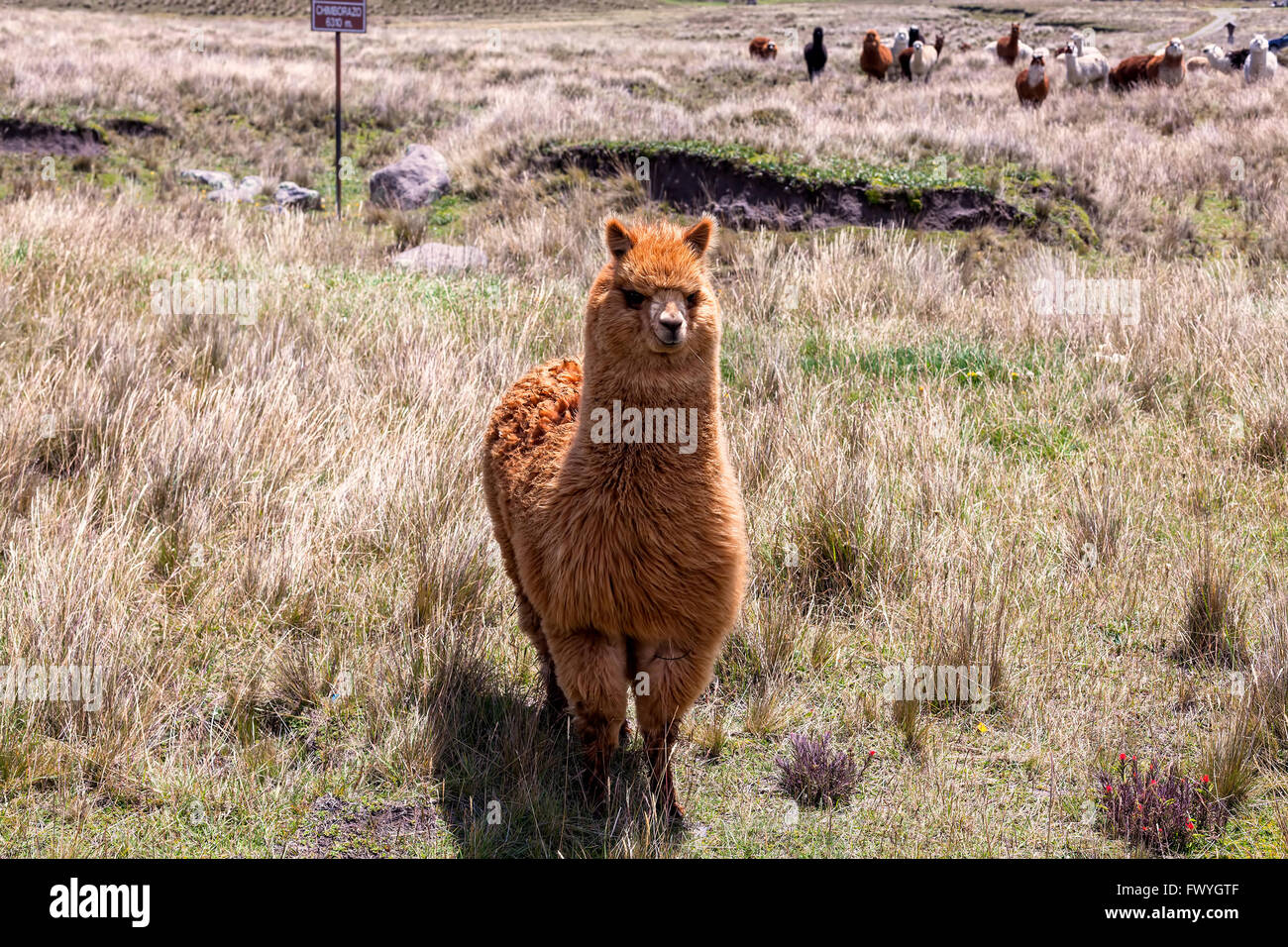 Small Herd Of Llamas Grazing In National Park Chimborazo, South America