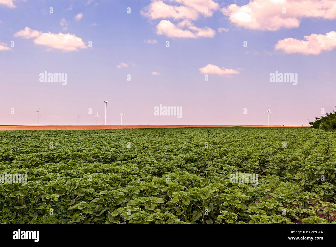 Group Of Wind Turbines In Calarasi Used For Production Of Electricity