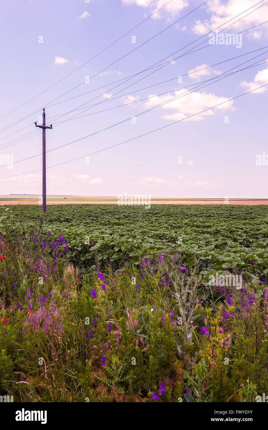 Agriculture In Romania, Arable Land In Calarasi, East Europe Stock Photo