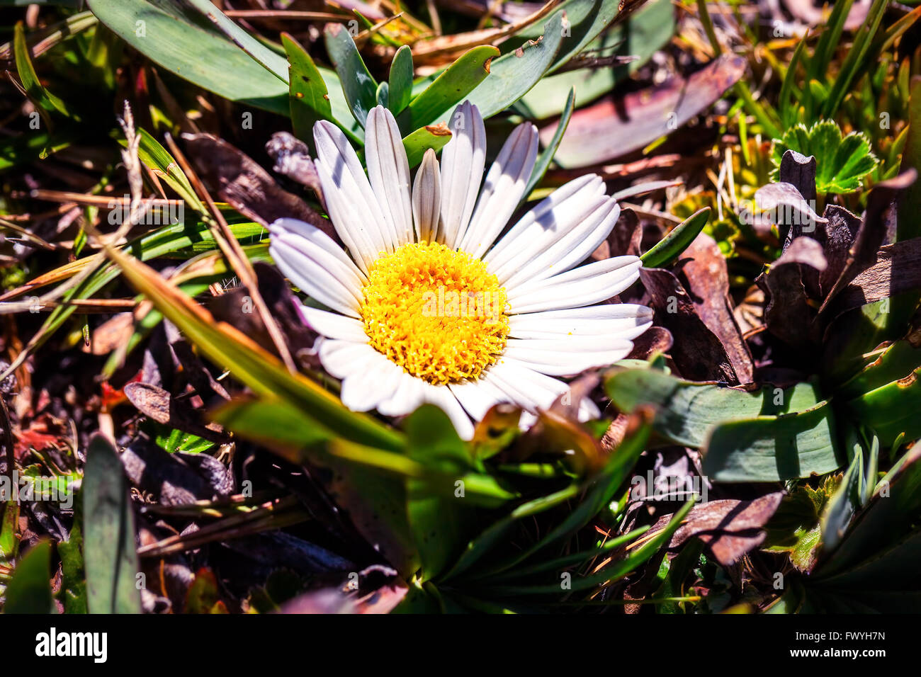 Ecuador flower andes mountain hi-res stock photography and images - Alamy