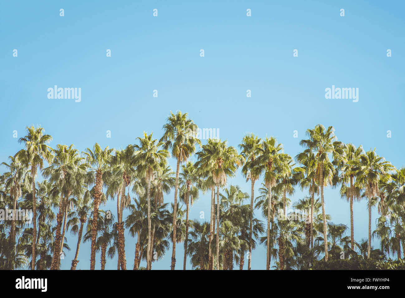 Palm Springs Movie Colony Palm Tree Stock Photo