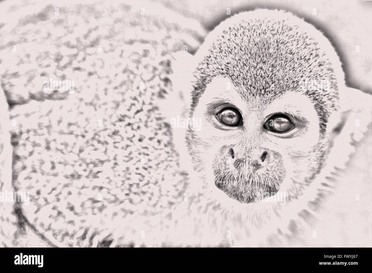 Black And White Portrait Of Cute Small Common Squirrel Monkey Standing And Attentively Looking Curiously At The Camera Stock Photo